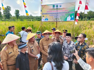 Kapolsek Penukal Abab Ikut Panen Raya di Desa Paye Besok