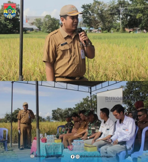Linggau Panen Raya Padi