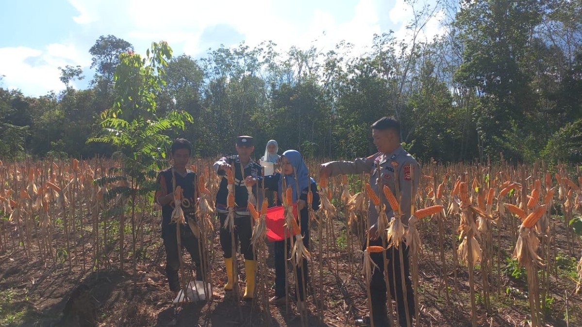 Polsek Talang Ubi Monitoring Panen Jagung Kelompok Tani Karta Dewa: Bukti Nyata Sinergi Polri dan Petani