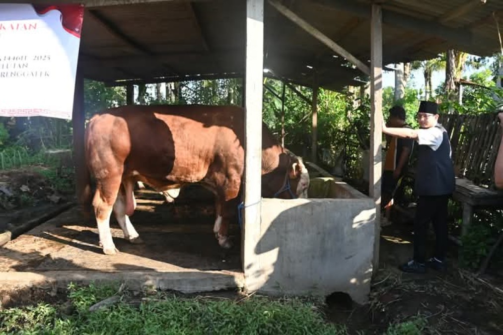 Sapi 1 Ton Up Asal Gembleb Jadi Hewan Kurban Presiden Prabowo