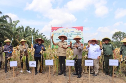 PANEN RAYA JAGUNG SERENTAK KUARTAL II DI PALI: POLRI DAN PEMERINTAH DAERAH PERKUAT KETAHANAN PANGAN NASIONAL 2025