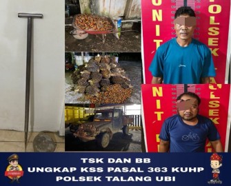 Polsek Talang Ubi Tangkap Dua Pencuri Sawit, 132 Tandan Diamankan