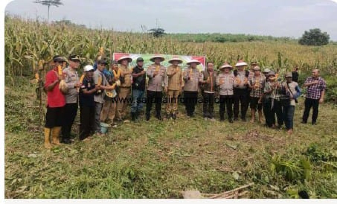 Panen Raya Jagung di Sungai Baung: Wujud Sinergi Polri dan Masyarakat Dukung Ketahanan Pangan Nasional