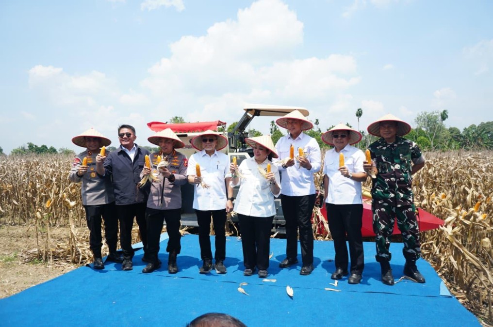 Komitmen Pemerintah Serap Hasil Panen Petani di Panen Raya Jagung Sumsel